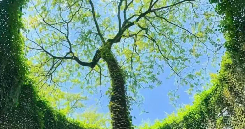 Evaluating Descartes on Error in the Fourth Meditation